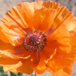 Pavot d'Orient orange, Coquelicot géant orange / Papaver orientale flammea